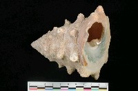 藏品(齒突鐘螺)的圖片